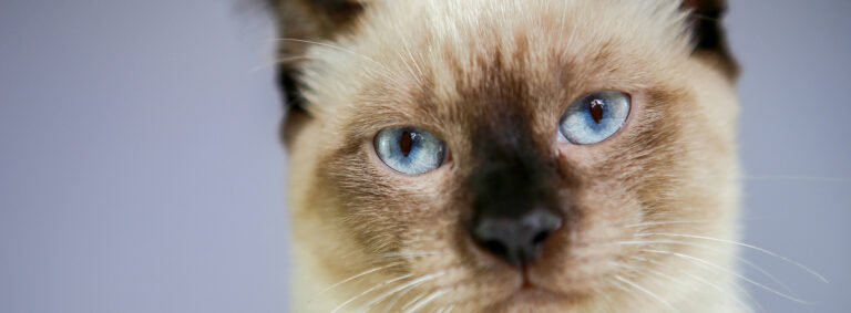 Standards and guidelines for cat vaccination